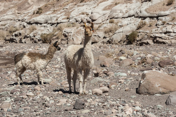 Group of llamas towards the Rainbow Valley (Valle Arcoiris), in the Atacama Desert in Chile.  