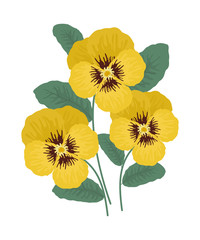 Yellow pansy flowers with leaves on a white background. Vector illustration.