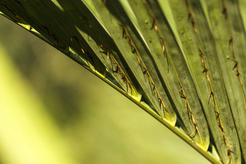 Palm tree leafs in Bangladesh