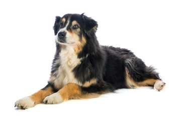 Tricolor black Australian shepherd