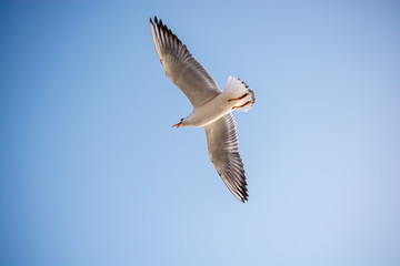 Single seagull flying in a sky