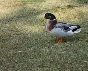 Male Mallard duck in the park 