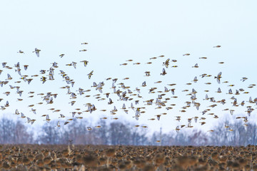 birds fly over the sunflower field