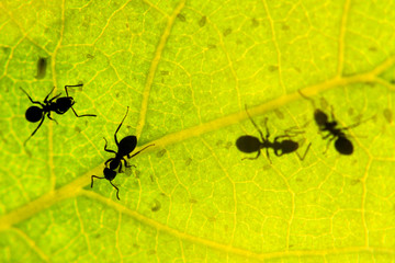 black ant under green leaves milking aphids