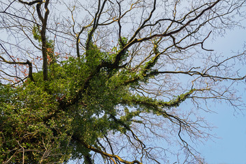 Top of an old bald tree overgrown with ivy against the clear  blue sky