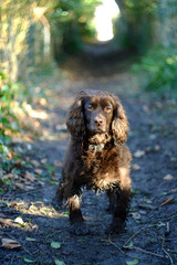 Obraz premium Path spaniel