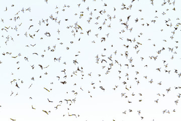 flock of birds with open wings