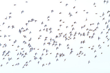 flying flock of wild birds