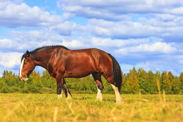 Naklejka na ściany i meble shire horse on a summer pasture