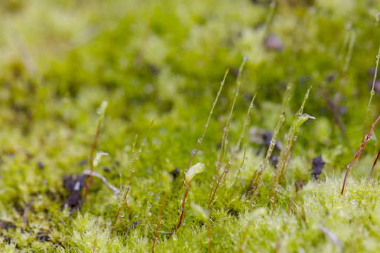Forest moss with dew drops
