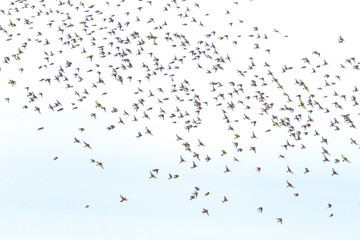 spring sky and a flock of birds