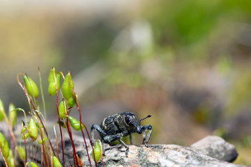 Weevil closeup with great eyes, Green moss