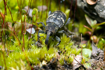 Weevil closeup with great eyes, Green moss