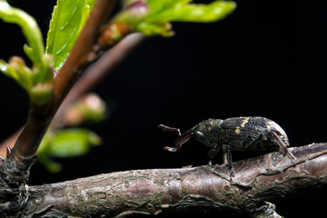 Weevil closeup with great eyes, Green moss