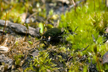 May bug in green moss