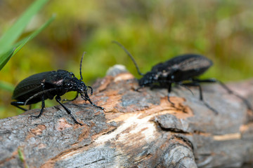 Beetle, ground beetle on nature, Green moss macro