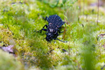 Beetle, ground beetle on nature, Green moss macro
