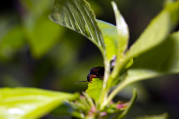 Metallic green bug on a leaf