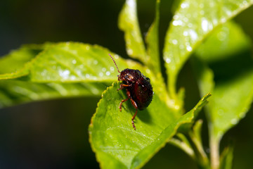 Metallic green bug on a leaf