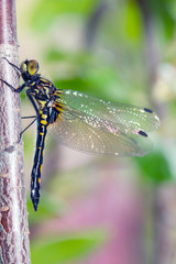 Dragonfly in the morning dew