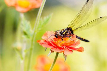 Dragonfly in the morning dew