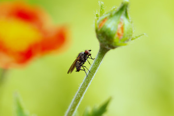 Fly sitting on camomile. Macro photo. White flower. Life of insects