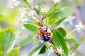 Bumble Bee collecting pollen from red dahlia flower.
