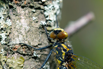 Dragonfly in the morning dew