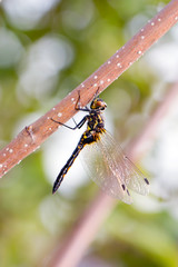 Dragonfly in the morning dew