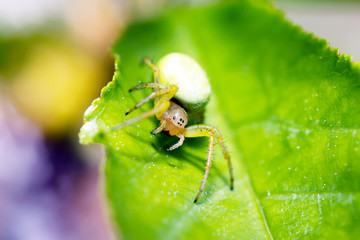 Spider and its prey