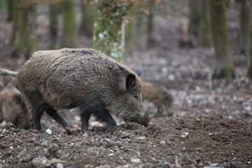 Wild Boar (Sus Scrofa) in the Forest. Germany