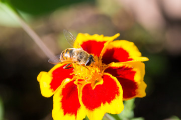 A fluffy hornet conquering a flower