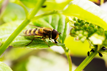 Fly sitting on camomile. Macro photo. White flower. Life of insects