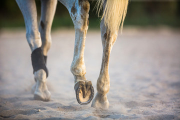 Fototapeta premium Horse galloping in sand