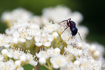 Ants on nature in the forest and green moss