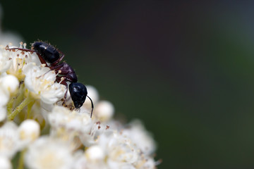 Ants on nature in the forest and green moss