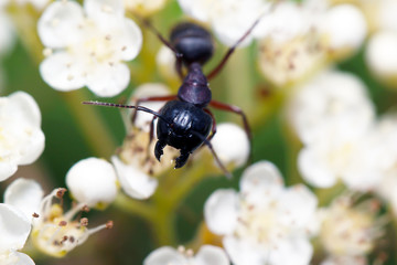 Ants on nature in the forest and green moss