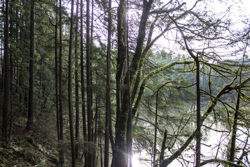 Forest at Sunset Falls, WA