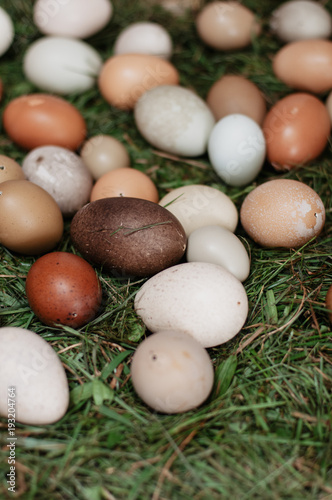 Various Organic Blown Out White And Brown Edible Eggs Such