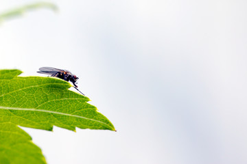 Fly sitting on camomile. Macro photo. White flower. Life of insects