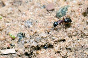 Ants on nature in the forest and green moss