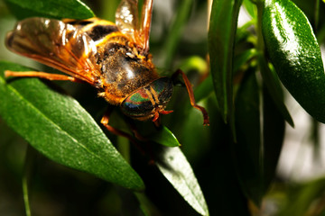Detail of Horsefly head micro or macro photography