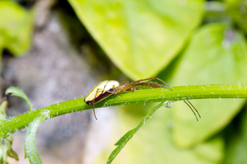 Spider and its prey