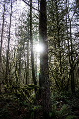 Forest at Sunset Falls, WA