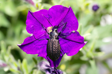 Beetle, ground beetle on nature, Green moss macro
