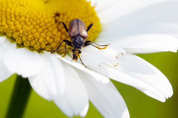 Long-billed beetle on white camomile