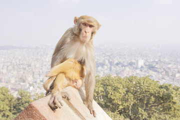 Naklejka premium Monkey looking weird funny face 