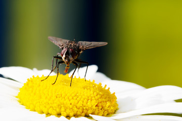 Fly sitting on camomile. Macro photo. White flower. Life of insects
