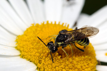 Long-billed beetle on white camomile