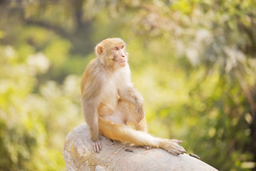 Monkey sitting on a rock in the forest 
